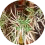 Succulent plant top view, green leaves