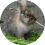 Cute hamster on green grass.