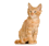 Orange tabby kitten sitting.